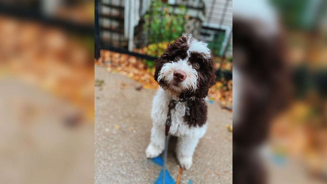 Nia Morgan left her puppy, Zorro, with a Rover sitter in Chicago in March. For four days, the sitter provided her with false updates, only to then claim Zorro had "gotten loose." Morgan is desperately trying to find him.