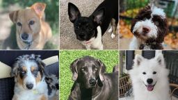 Left to right: Dogs Tony, Migo, Zorro, Nellie, Charley, and Togo.