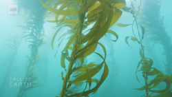 cte saving california's kelp forests video_00042927.png