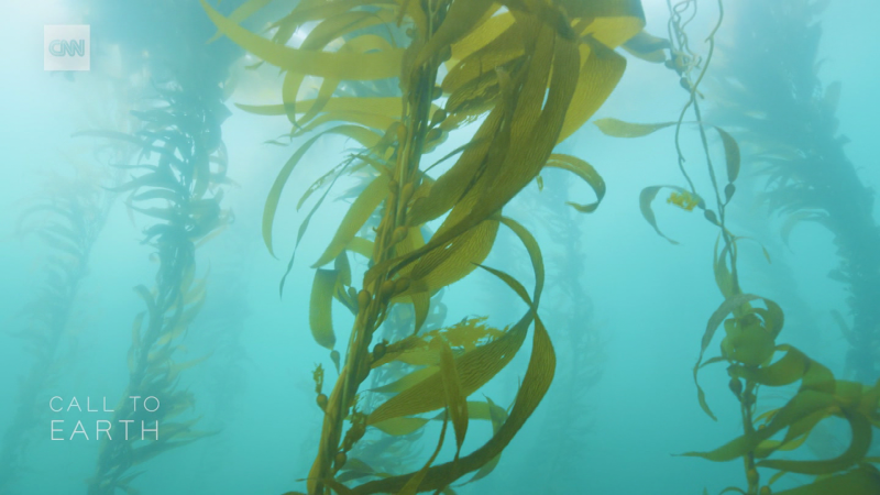 Innovative ideas to preserve California’s underwater forests | CNN