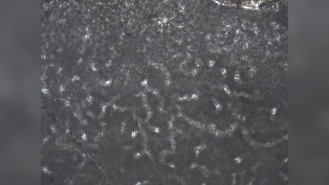 This is a small sample of well-preserved microstructure in an ancient sponge, as shared in Turner's study.