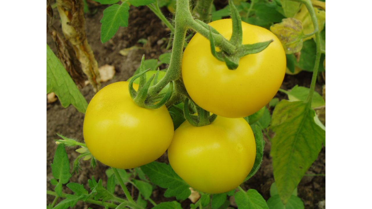 Kenches Gold tomato is named after its donor's grandfather, "Kench" and dates back to 1901. It produces sweet, deep yellow fruit.