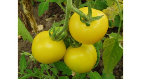 Kenches Gold tomato is named after its donor's grandfather, "Kench" and dates back to 1901. It produces sweet, deep yellow fruit.