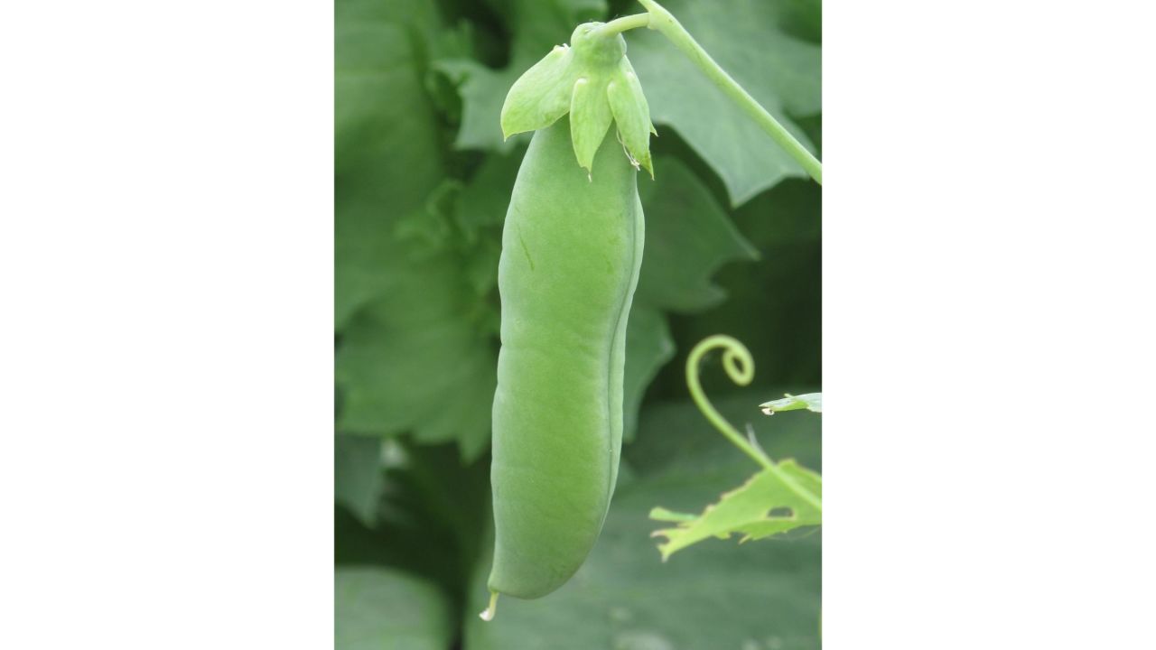 This pea, known as Sutton's Delicacy, grows up to 4 feet tall, with hanging blunt-ended pods. 