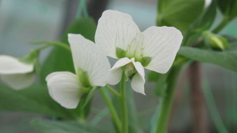 The Carter's Dwarf sugar pea is one of 16 pea varieties being grown by Heritage Seed Library members. Believed to date back to around 1800, this edible podded pea was once a commercial variety but is now rarely consumed.