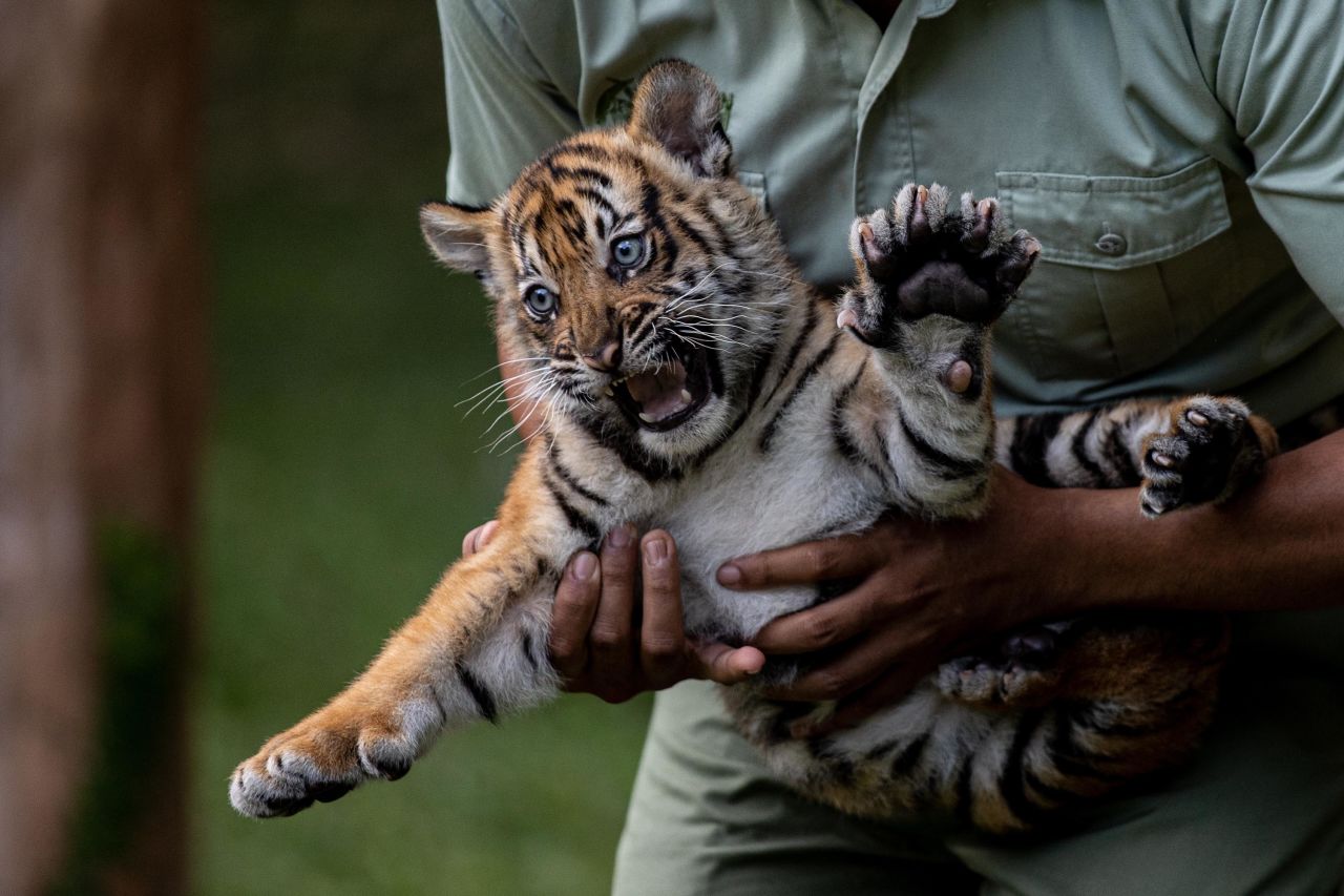 Isyana, a baby Sumatran tiger, is held at the Safari Park Prigen in Pasuruan, Indonesia, on Thursday, July 29. It was International Tiger Day, which was created to raise awareness about tiger conservation. The Sumatran tiger is listed as critically endangered, as only 400 Sumatran tigers are estimated to live in the wild, according to the World Wildlife Fund.