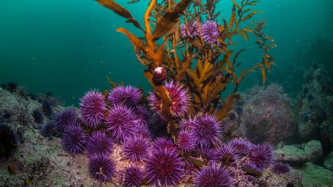 Purple urchins (Strongylocentrotus purpuratus) eat the last remaining piece of kelp in a barren off Monterey, CA.