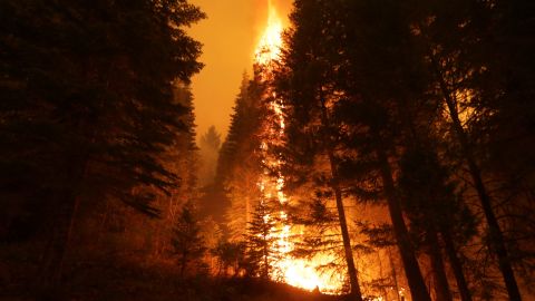 Dixie Fire burns the trees near Taylorsville, California, on July 29, 2021.