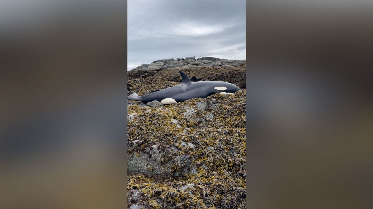 The stranded orca.