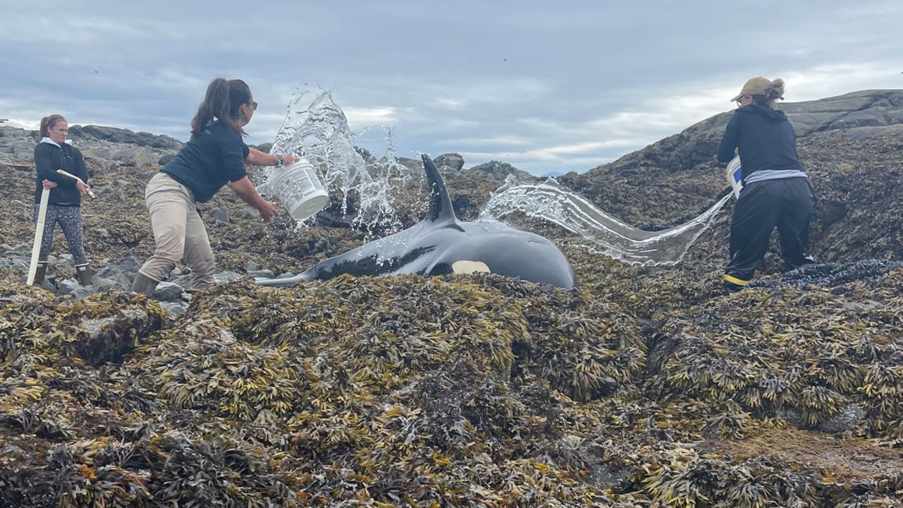 People helping the stranded orca.