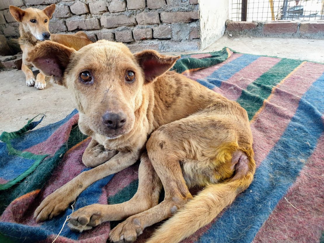 A stray dog afflicted with maggot wounds, rescued from the streets by Dharamsala Animal Rescue.