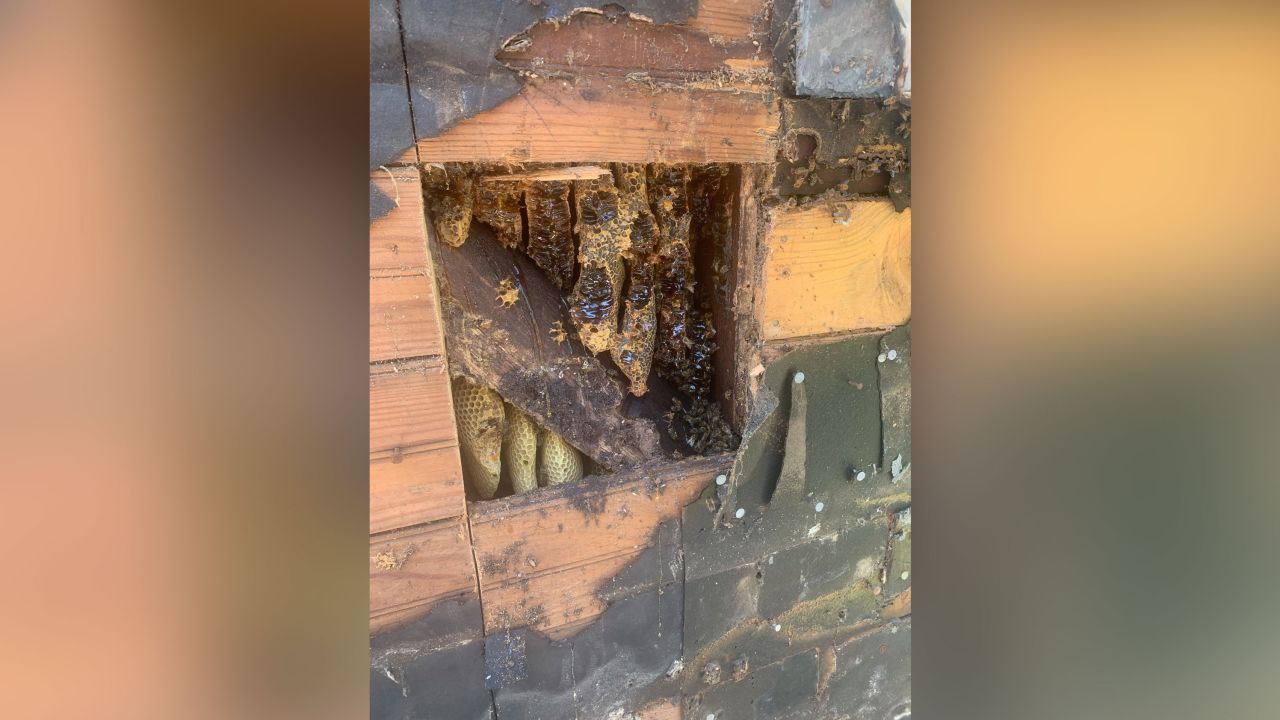 02 pa honeybee removal trnd