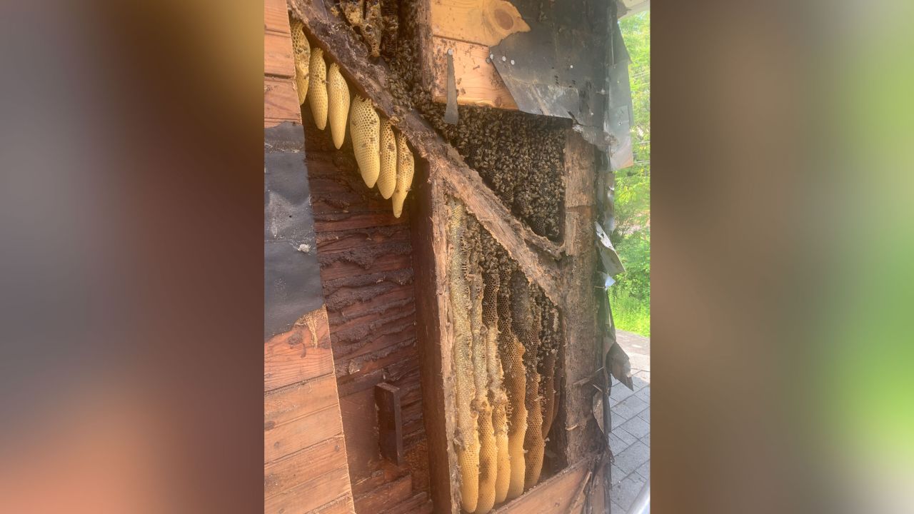 This is what a portion of the inside of the Weaver's farmhouse, where three colonies of honeybees had lived for almost 35 years, looked like before their removal.