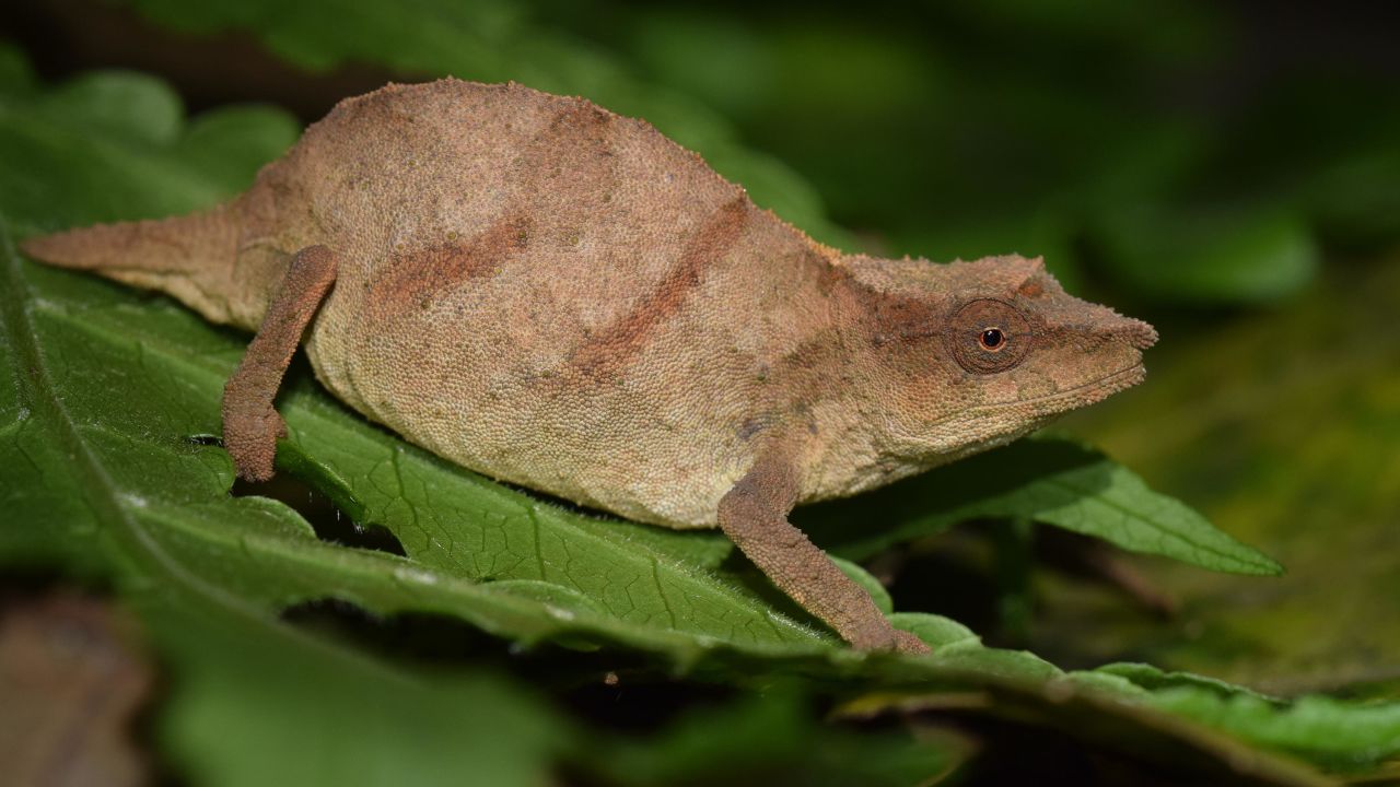 Chapman's pygmy chameleons walk atop and blend in with dead leaves on the forest floor, crawling up into low bushes at night to sleep. 