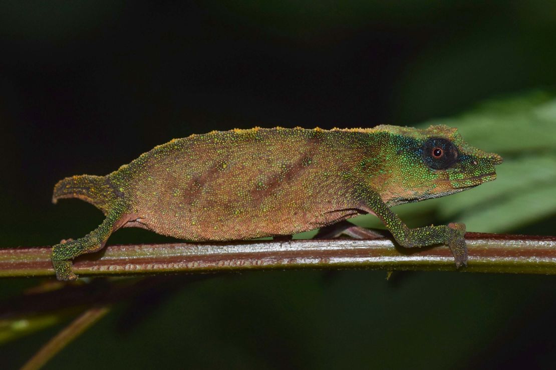 Chapman's pygmy chameleon is one of the world's rarest chameleons, which now clings to survival in small patches of forest in a highly disturbed ecosystem.