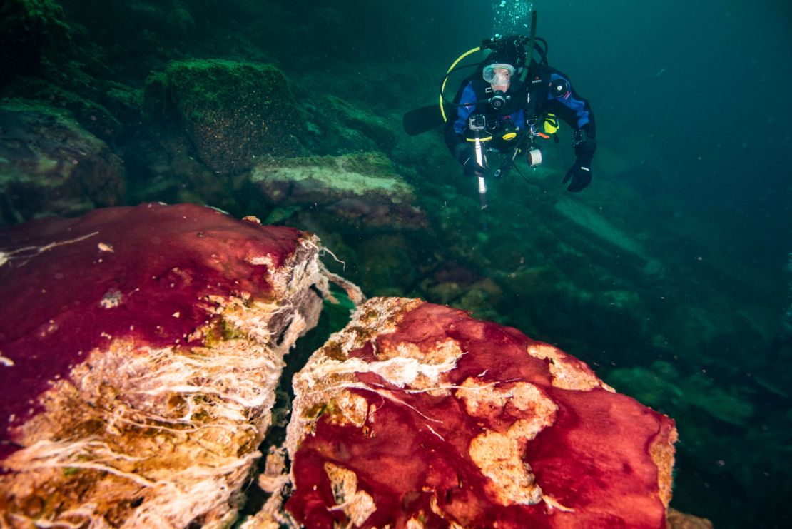 A scuba diver is shown observing the purple, white and green microbes covering rocks in Lake Huron's Middle Island Sinkhole.