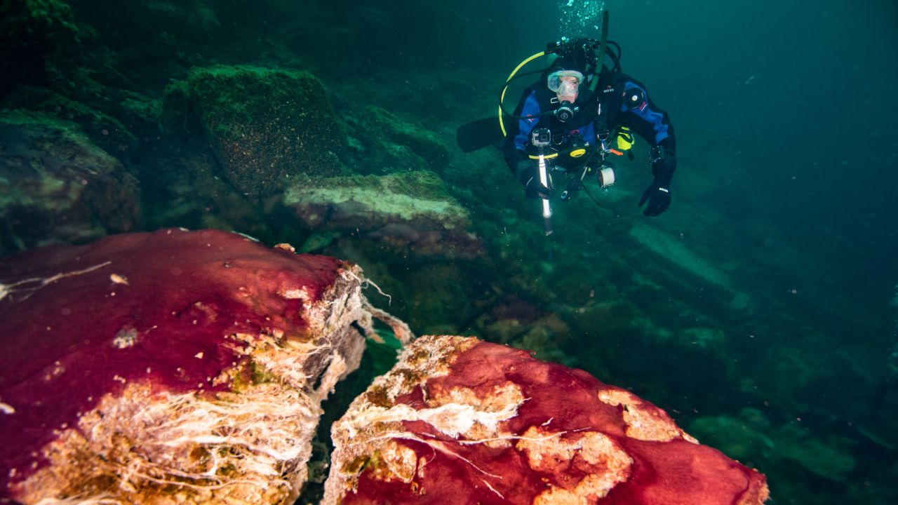 A scuba diver is shown observing the purple, white and green microbes covering rocks in Lake Huron's Middle Island Sinkhole.