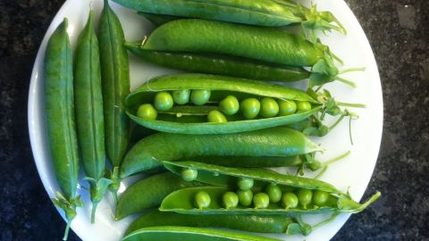 The Avi Joan pea was given to Adam Alexander by Jesus Vargus. This tasty variety was bred by Vargus' grandfather and named after his grandmother, Avi Joan.