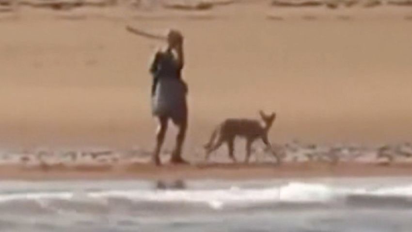 MA Coyote Stalks Woman On Beach 1