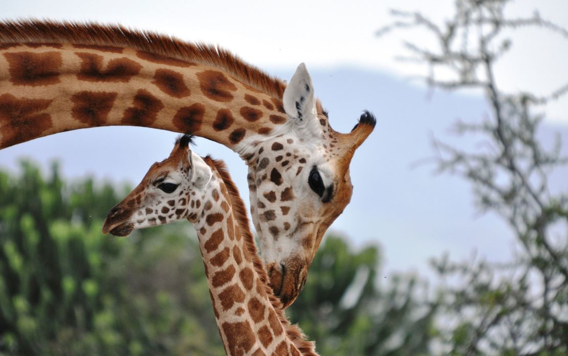 Female giraffes show distress when a calf in the group dies even if it's not their own. 