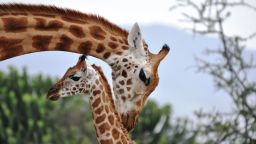 RESTRICTED 01 giraffes complex behavior scn
