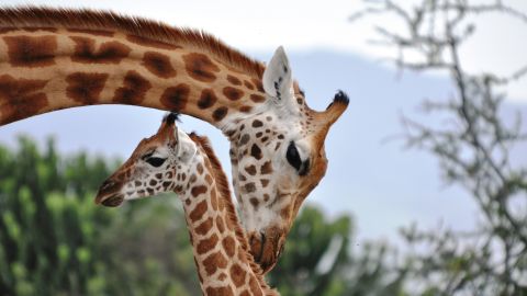 Female giraffes show distress when a calf in the group dies even if it's not their own.