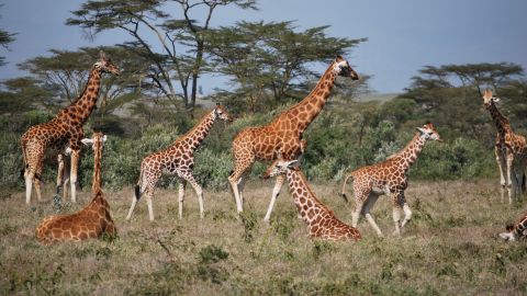 Female giraffes  have long-term relationships with other females and their own offspring, the study found.