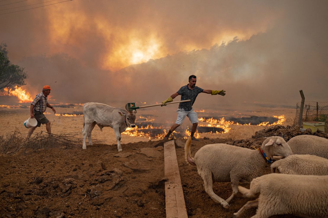 A man guides his livestock away from an advancing fire on August 2 in Mugla, Marmaris district, as the European Union sent help to Turkey and volunteers joined firefighters in battling days of violent blazes.