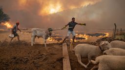 A man walks away with his sheeps from an advancing fire on August 2, 2021 in Mugla, Marmaris district, as the European Union sent help to Turkey and volunteers joined firefighters in battling a week of violent blazes that have killed eight people. - Turkey's struggles against its deadliest wildfires in decades come as a blistering heatwave grips southeastern Europe creating tinderbox conditions that Greek officials blame squarely on climate change. The fires tearing through Turkey since July 28 have destroyed huge swathes of pristine forest and forced the evacuation of panicked tourists from seaside hotels. (Photo by Yasin AKGUL / AFP) (Photo by YASIN AKGUL/AFP via Getty Images)