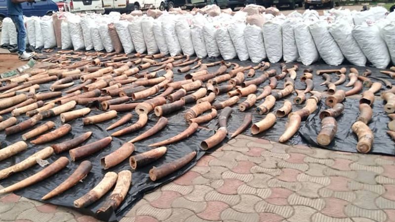 Във вторник Нигерия унищожи 2 5 тона конфискувани слонски бивни оценени
