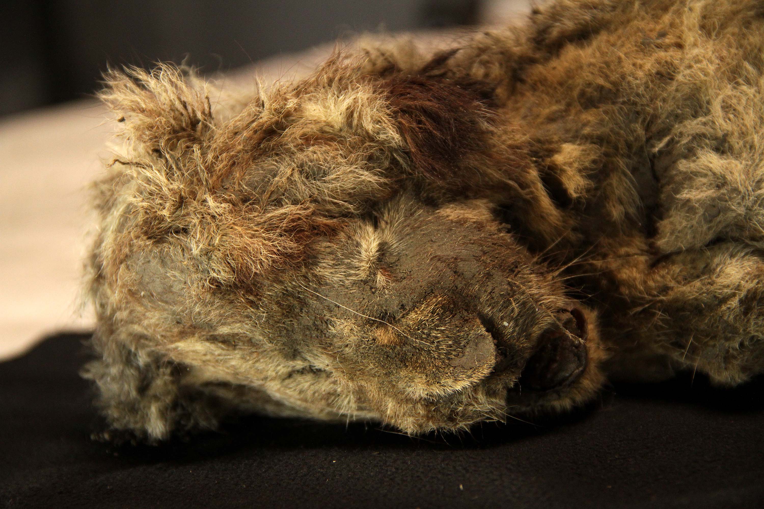 Frozen cave lion cub found in Siberia with its whiskers intact is 28,000  years old