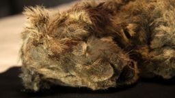 A frozen cave lion cub found in Siberia with whiskers still intact is more than 28,000 years old