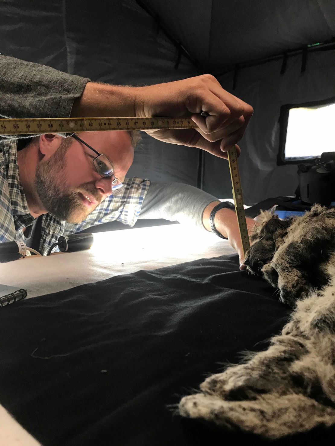 Love Dalén measuring Sparta, a cave lion cub found frozen in the Siberian permafrost. 