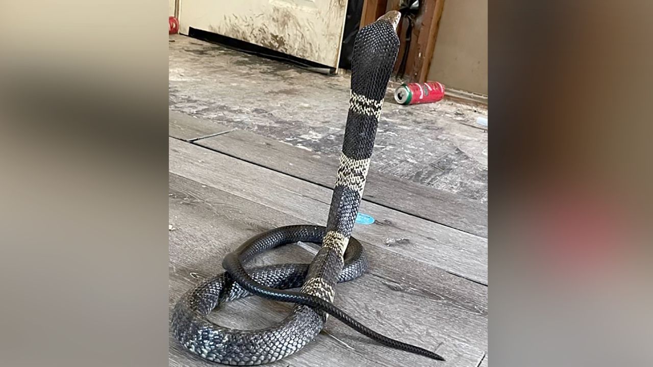 This photo of the missing West African Banded Cobra was provided to the Grand Prairie Police Department by the owner of the snake. 