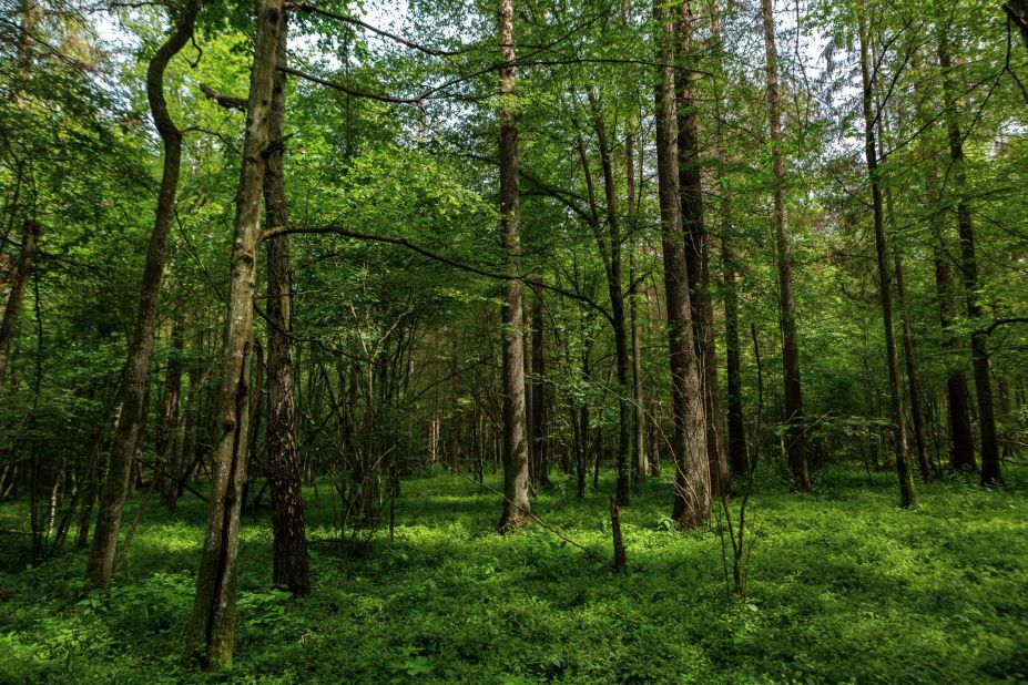 The Bialowieza Forest in Poland is also being considered for Quiet Park status. The organization believes that the designation can help generate media interest and increase ecotourism, which incentivizes local authorities to protect it. 