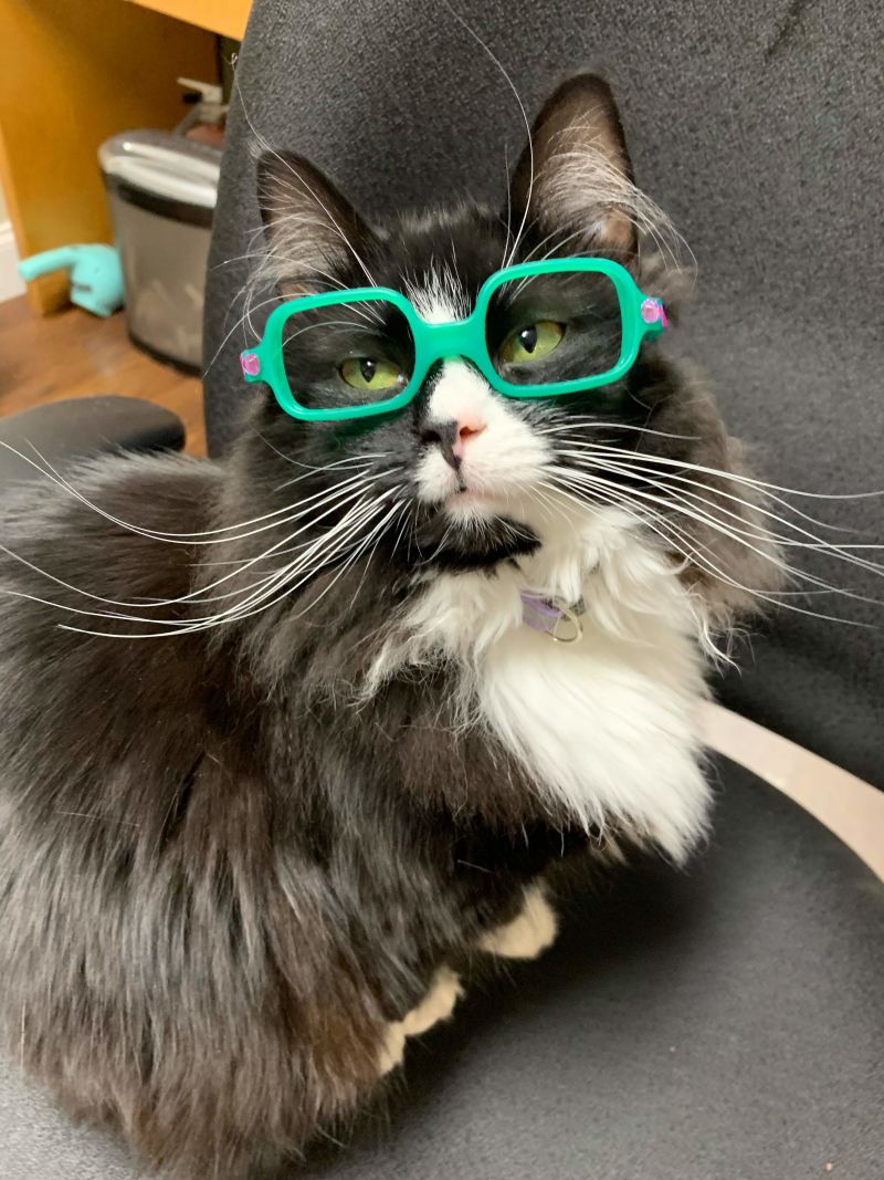 Glasses cat sales