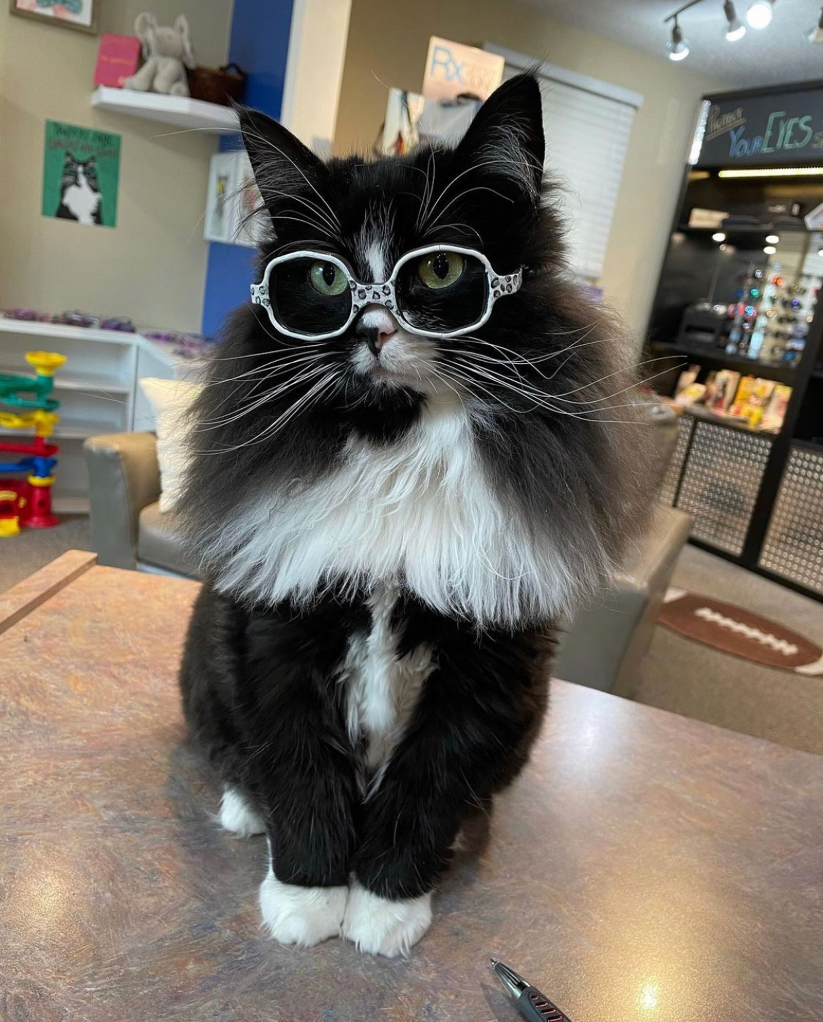 Meet Truffles, the special kitty who wears glasses to help kids
