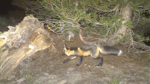 The Sierra Nevada red fox is rarely spotted by humans.