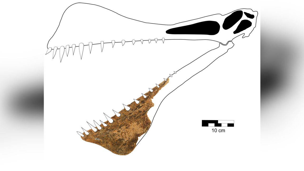 This graphic is a reconstruction of the skull of Thapunngaka shawi.