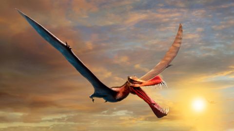 This is an artist's impression of the pterosaur.