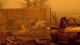 A deer wanders among homes and vehicles destroyed by the Dixie Fire in the Greenville community of Plumas County, Calif., on Friday, Aug. 6, 2021. (AP Photo/Noah Berger)