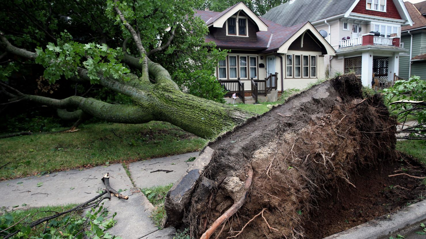 Storms uprooted trees throughout Milwaukee.