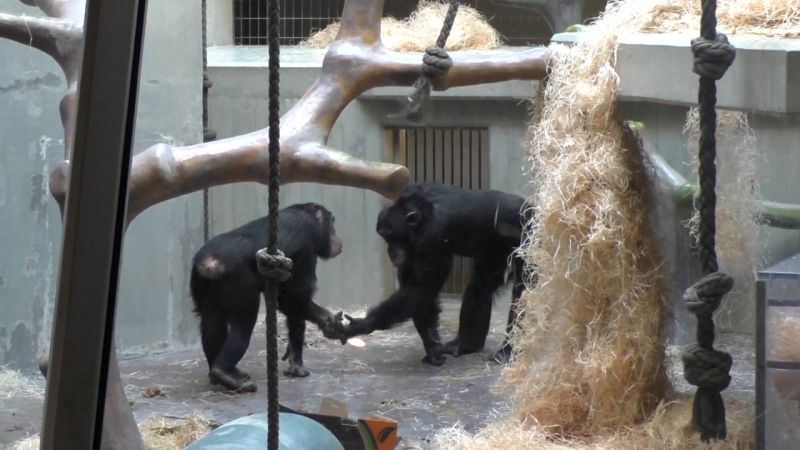 Just like humans, apes communicate to say hello and goodbye