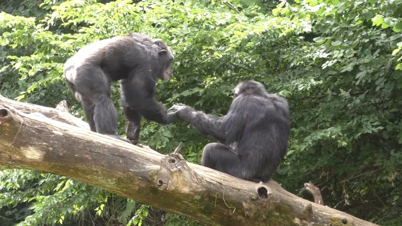 New research shows that apes purposefully use signals to begin and end social interactions.