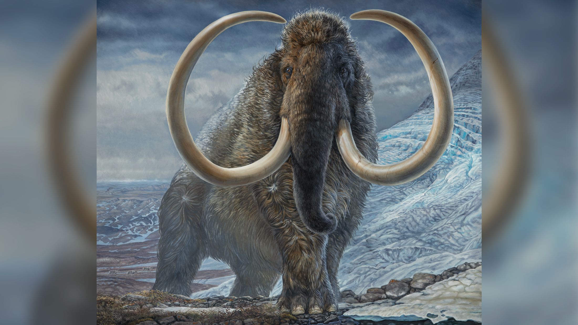 This illustration depicts an adult male woolly mammoth navigating a mountain pass in Arctic Alaska 17,100 years ago. The image is produced from an original, life-size painting by paleo artist James Havens that is housed at the University of Alaska Museum of the North.