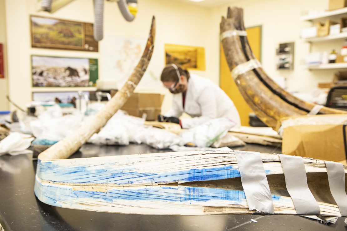 A view of a split mammoth tusk at the Alaska Stable Isotope Facility at the University of Alaska Fairbanks. Karen Spaleta, deputy director of the facility, prepares a piece of mammoth tusk for analysis in the background.