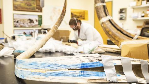 A view of a split mammoth tusk at the Alaska Stable Isotope Facility at the University of Alaska Fairbanks. Karen Spaleta, deputy director of the facility, prepares a piece of mammoth tusk for analysis in the background.