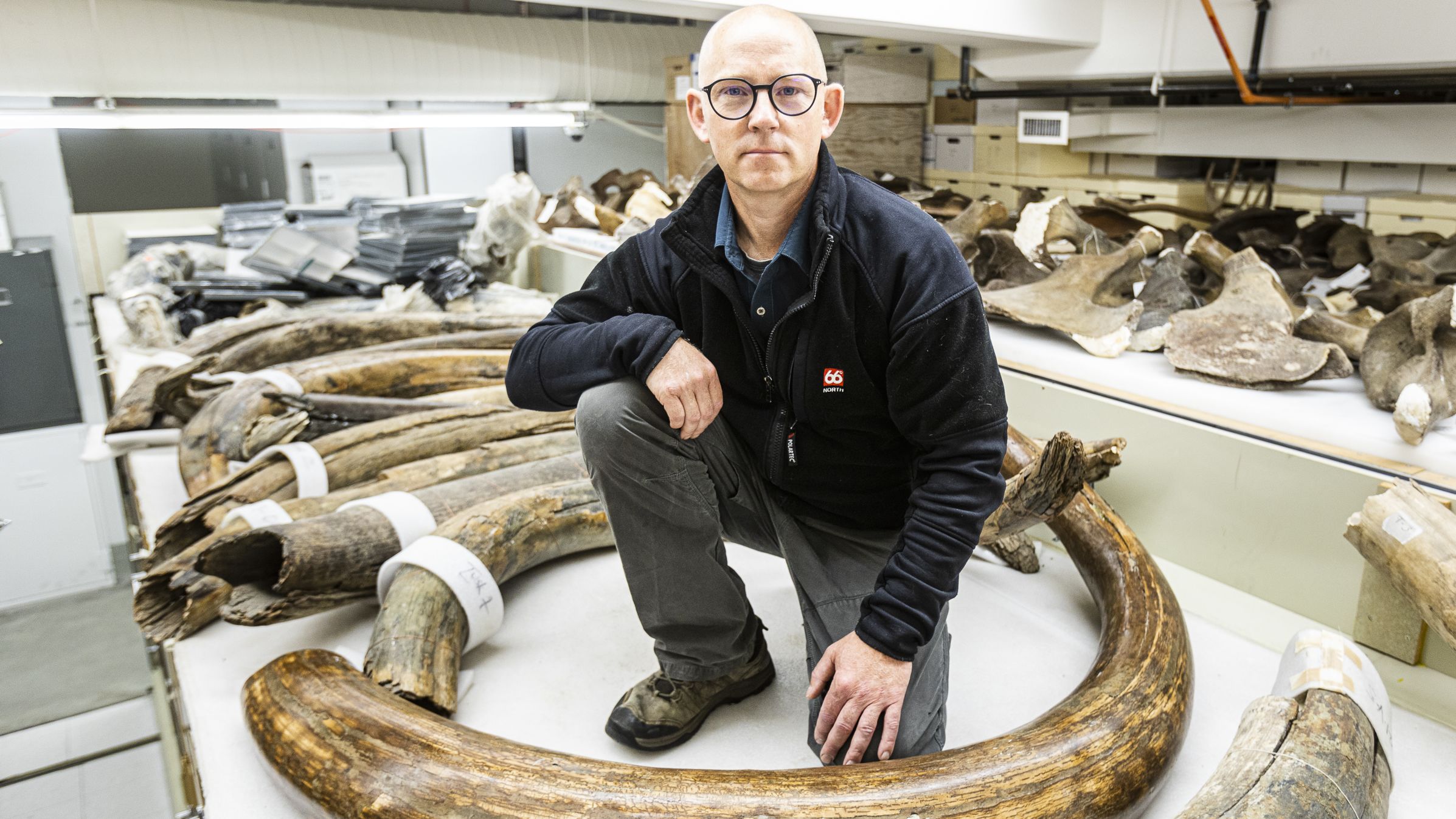 Matthew Wooller of the University of Alaska Fairbanks kneels among a collection of some of the mammoth tusks at the University of Alaska Museum of the North.