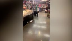 A young bear was tranquilized and transported to a safe location after wandering into a supermarket in Los Angeles.