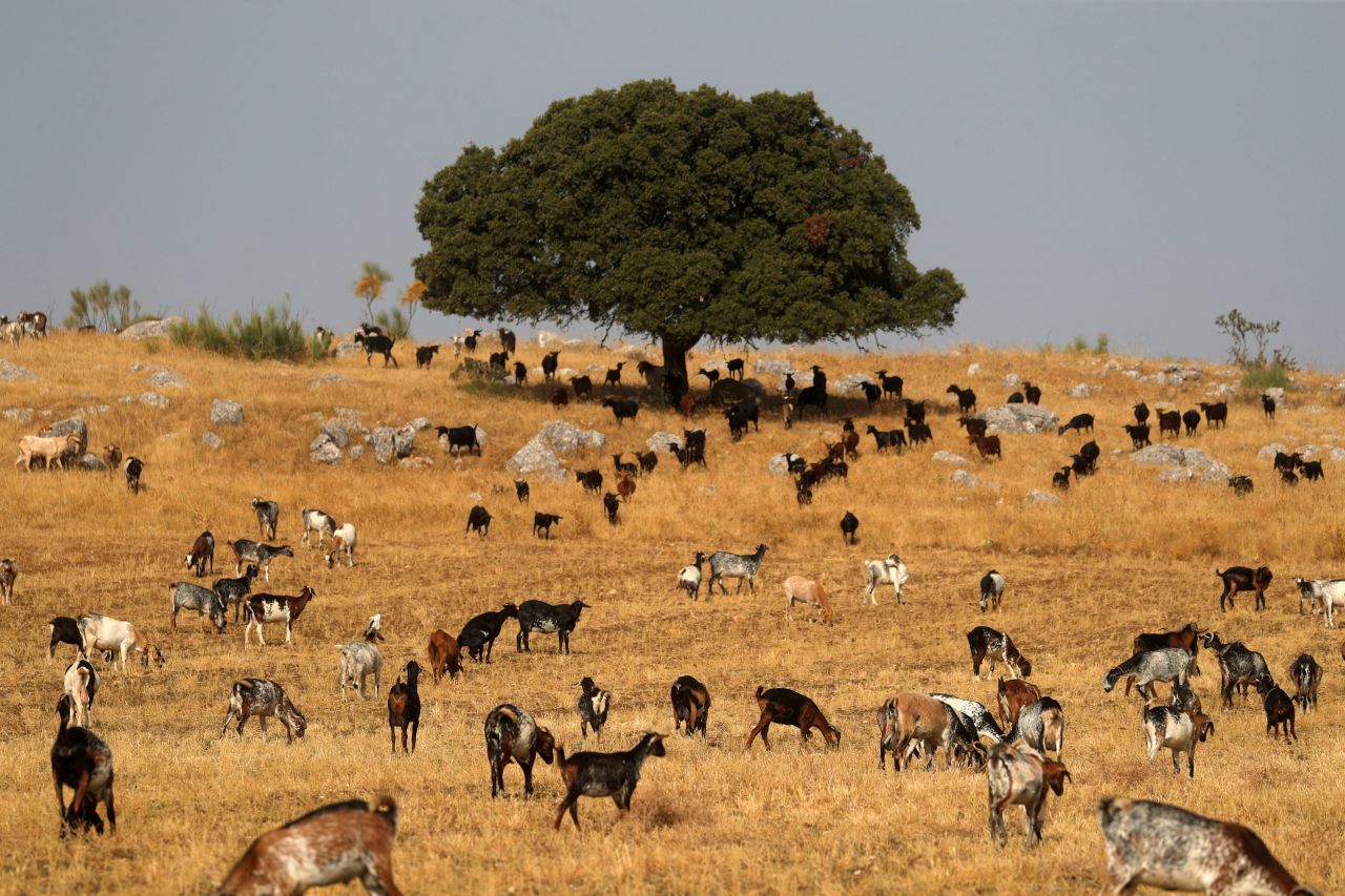 Goats graze in Ronda, Spain, on Wednesday, August 11. Some gathered in the shade of a tree as the country is in the midst of a heat wave.